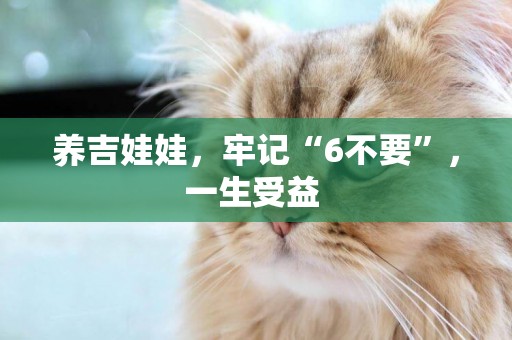 養吉娃娃，牢記“6不要”，一生受益 