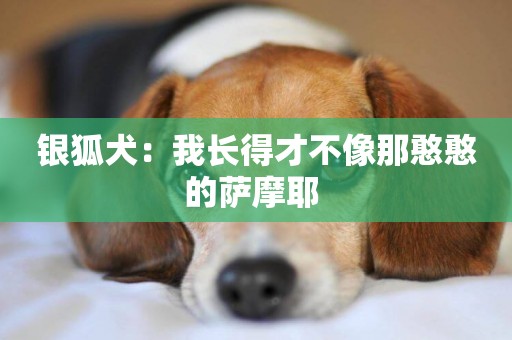 銀狐犬：我長得才不像那憨憨的薩摩耶 