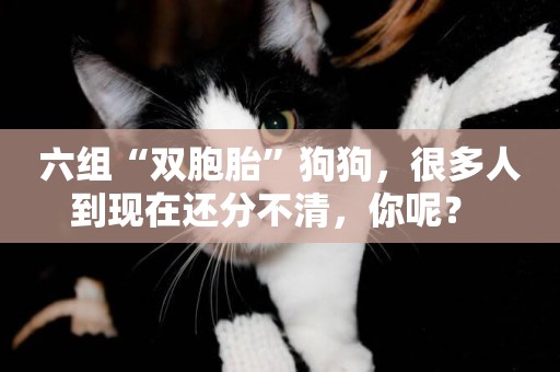 六組“雙胞胎”狗狗，很多人到現在還分不清，你呢？ 