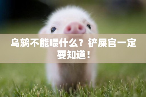 烏鶇不能喂什么？鏟屎官一定要知道！