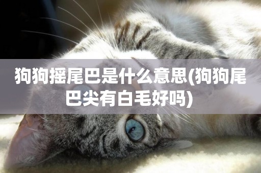 狗狗搖尾巴是什么意思(狗狗尾巴尖有白毛好嗎) 