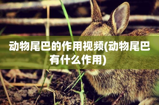 動物尾巴的作用視頻(動物尾巴有什么作用) 