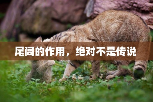 尾閭的作用，絕對不是傳說 