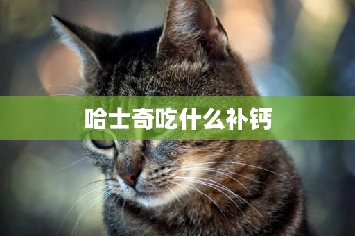 哈士奇吃什么補鈣