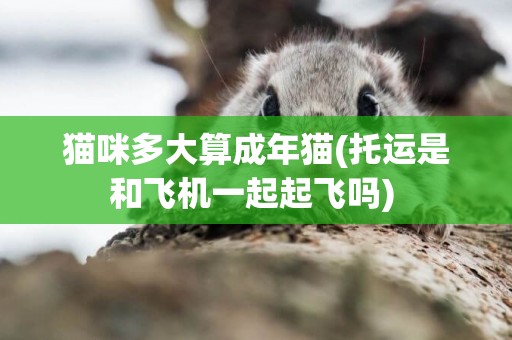 貓咪多大算成年貓(托運是和飛機一起起飛嗎) 