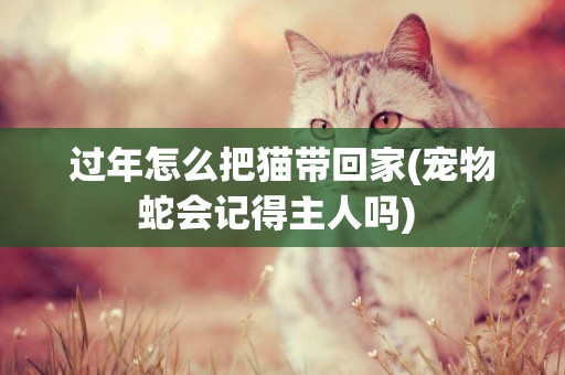 過年怎么把貓帶回家(寵物蛇會記得主人嗎) 