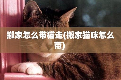 搬家怎么帶貓走(搬家貓咪怎么帶) 