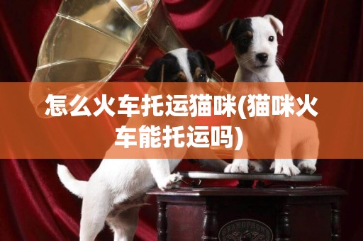 怎么火車托運貓咪(貓咪火車能托運嗎) 