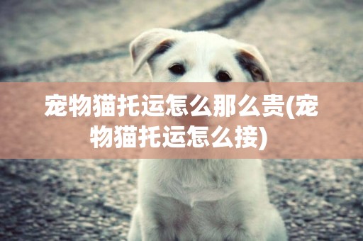 寵物貓托運怎么那么貴(寵物貓托運怎么接) 
