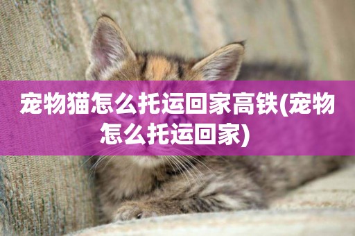 寵物貓怎么托運回家高鐵(寵物怎么托運回家) 