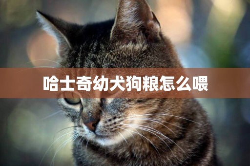 哈士奇幼犬狗糧怎么喂