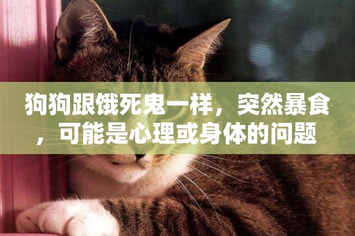 狗狗跟餓死鬼一樣，突然暴食，可能是心理或身體的問題 