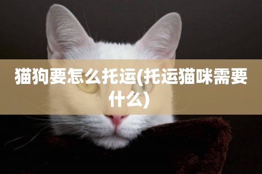 貓狗要怎么托運(托運貓咪需要什么) 