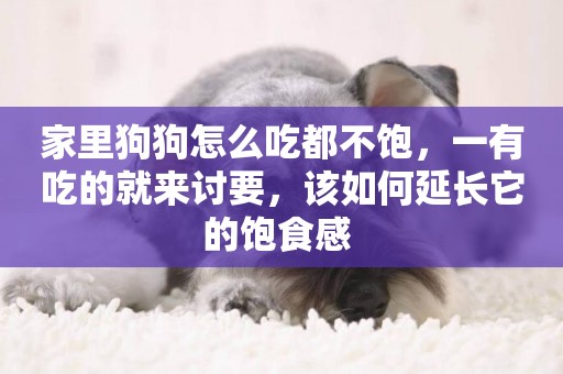 家里狗狗怎么吃都不飽，一有吃的就來討要，該如何延長它的飽食感 