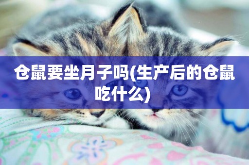 倉鼠要坐月子嗎(生產后的倉鼠吃什么) 