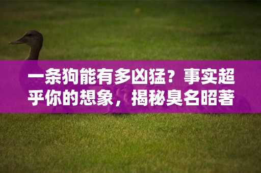 一條狗能有多兇猛？事實超乎你的想象，揭秘臭名昭著的“惡犬” 