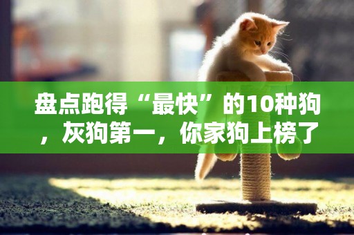 盤點跑得“最快”的10種狗，灰狗第一，你家狗上榜了嗎？ 
