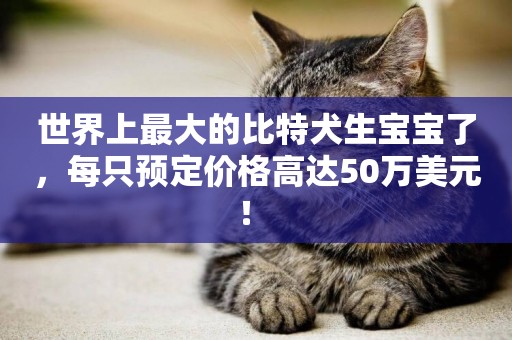世界上最大的比特犬生寶寶了，每只預定價格高達50萬美元！ 