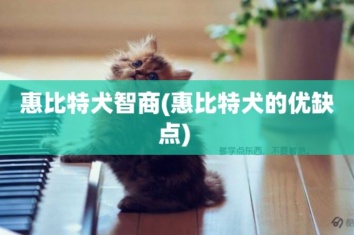惠比特犬智商(惠比特犬的優缺點) 