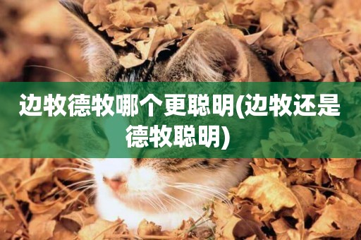 邊牧德牧哪個更聰明(邊牧還是德牧聰明) 