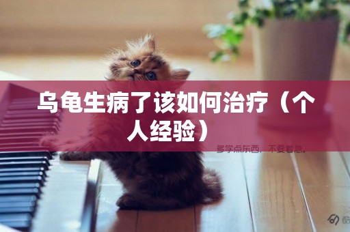 烏龜生病了該如何治療（個人經驗） 