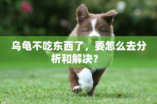 烏龜不吃東西了，要怎么去分析和解決？ 