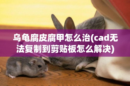 烏龜腐皮腐甲怎么治(cad無法復制到剪貼板怎么解決) 