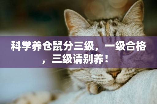 科學養倉鼠分三級，一級合格，三級請別養！ 