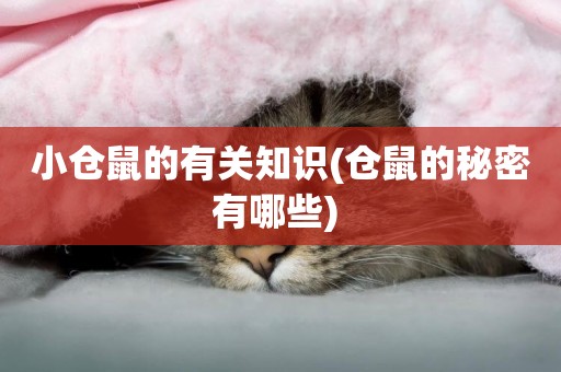 小倉鼠的有關知識(倉鼠的秘密有哪些) 