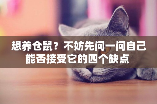 想養倉鼠？不妨先問一問自己能否接受它的四個缺點 