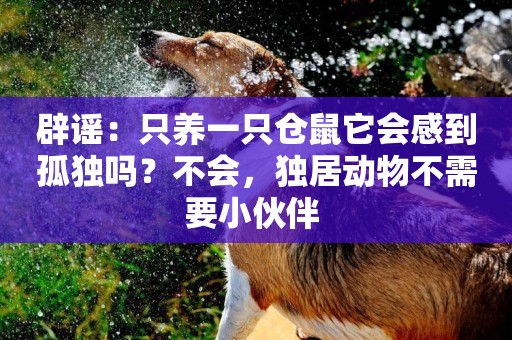 辟謠：只養一只倉鼠它會感到孤獨嗎？不會，獨居動物不需要小伙伴 