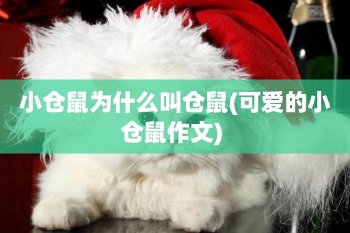 小倉鼠為什么叫倉鼠(可愛的小倉鼠作文) 