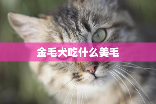 金毛犬吃什么美毛
