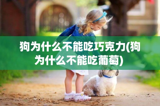 狗為什么不能吃巧克力(狗為什么不能吃葡萄) 