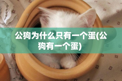 公狗為什么只有一個蛋(公狗有一個蛋) 
