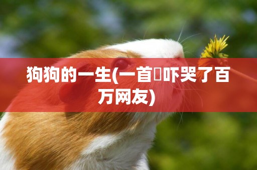 狗狗的一生(一首囍嚇哭了百萬網友) 