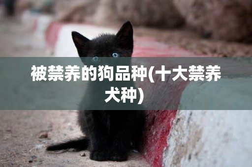 被禁養的狗品種(十大禁養犬種) 