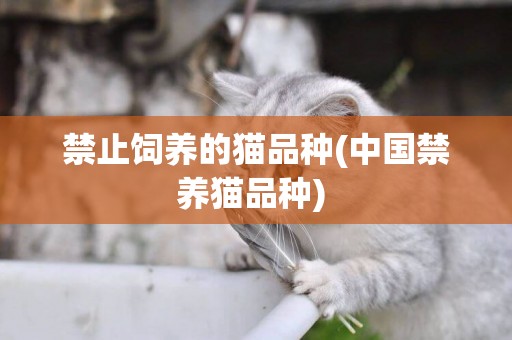 禁止飼養的貓品種(中國禁養貓品種) 