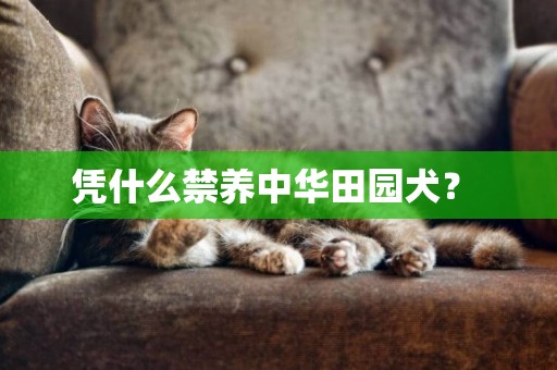 憑什么禁養中華田園犬？ 