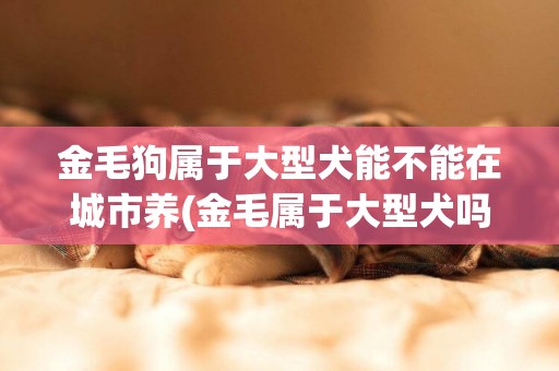 金毛狗屬于大型犬能不能在城市養(金毛屬于大型犬嗎?禁止飼養嗎?) 
