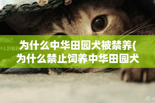 為什么中華田園犬被禁養(為什么禁止飼養中華田園犬) 