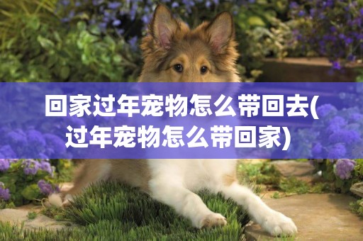 回家過年寵物怎么帶回去(過年寵物怎么帶回家) 