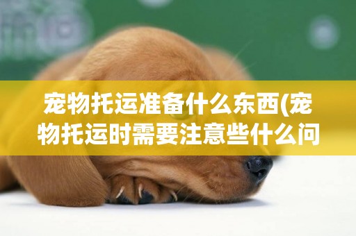 寵物托運準備什么東西(寵物托運時需要注意些什么問題) 