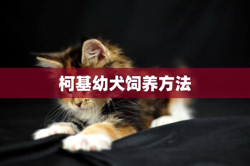 柯基幼犬飼養方法