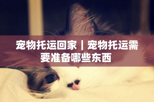 寵物托運回家｜寵物托運需要準備哪些東西 