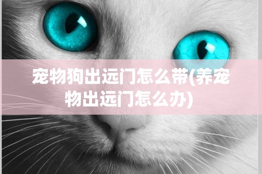 寵物狗出遠門怎么帶(養寵物出遠門怎么辦) 