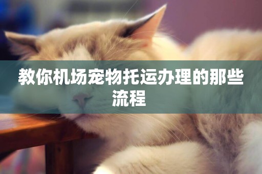 教你機場寵物托運辦理的那些流程 