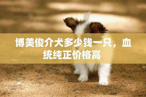 博美俊介犬多少錢一只，血統純正價格高 