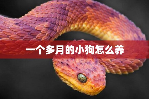 一個多月的小狗怎么養