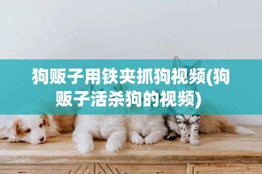 狗販子用鐵夾抓狗視頻(狗販子活殺狗的視頻) 